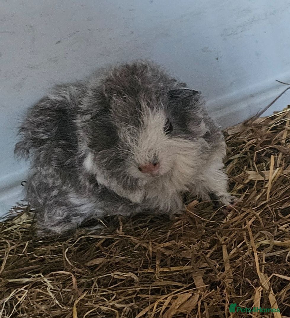 Guinea Pig rodents Beautiful swiss cross lunkarya. - Advert 2