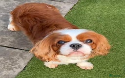 Cavapoo dogs for sale: Cavapoo puppie for sale  - Image 5
