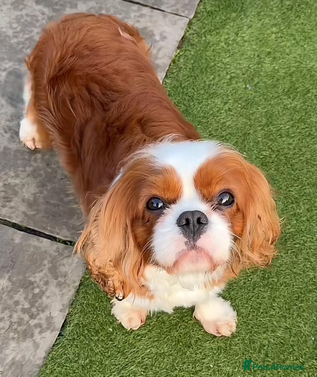 Cavapoo dogs for sale: Cavapoo puppie for sale  - Image 5