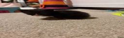 Domestic Shorthair cats for sale: 5 beautiful kittens for sale - Advert 25