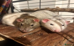 Rat rodents for sale: Two Male Rats  - Image 1