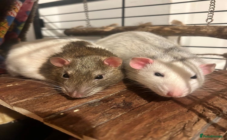 Rat rodents - Advert 1