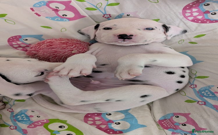 Dalmatian dogs Dalmatian puppies KC registered ready 17th Dec - Advert 4