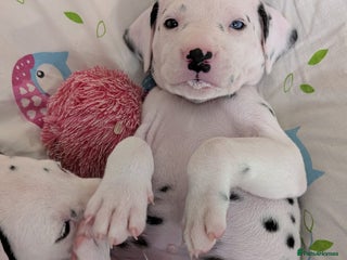 Dalmatian dogs Dalmatian puppies KC registered ready 17th Dec - Advert 7