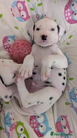 Dalmatian dogs Dalmatian puppies KC registered ready 17th Dec - Advert 4