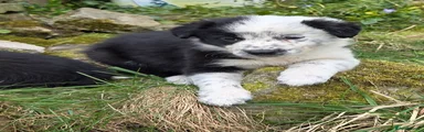 Border Collie Puppy 2