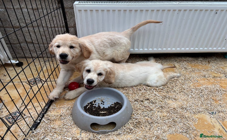 Golden Retriever dogs - Advert 6