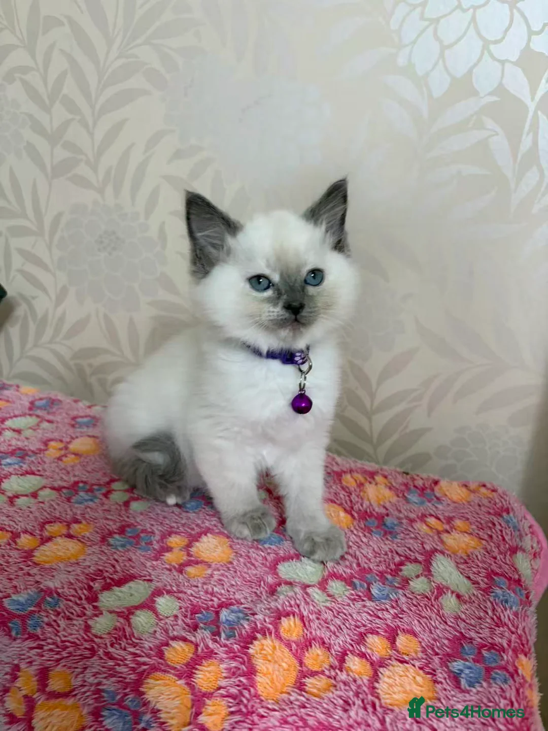 Ragdoll cats for sale: Ragdoll cat in Liverpool - Advert 20