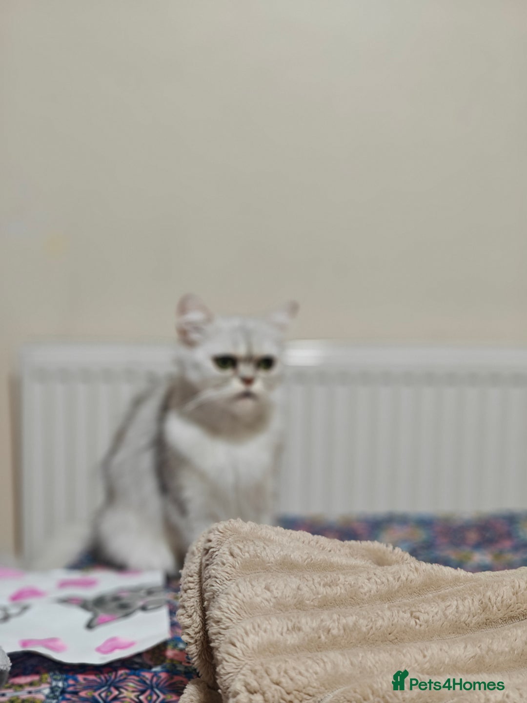 Mixed Breed cats for sale: Kittens and cat  - Advert 4