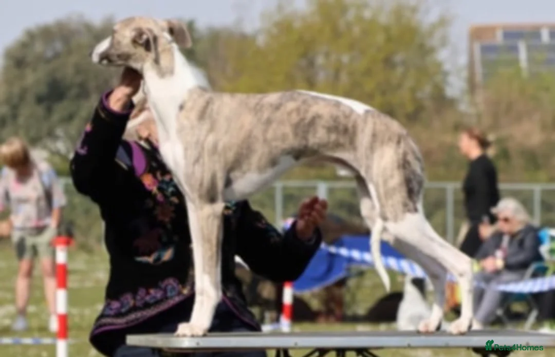 Whippet dogs for sale: Exceptional KC Whippet pups - reservation  - Advert 4