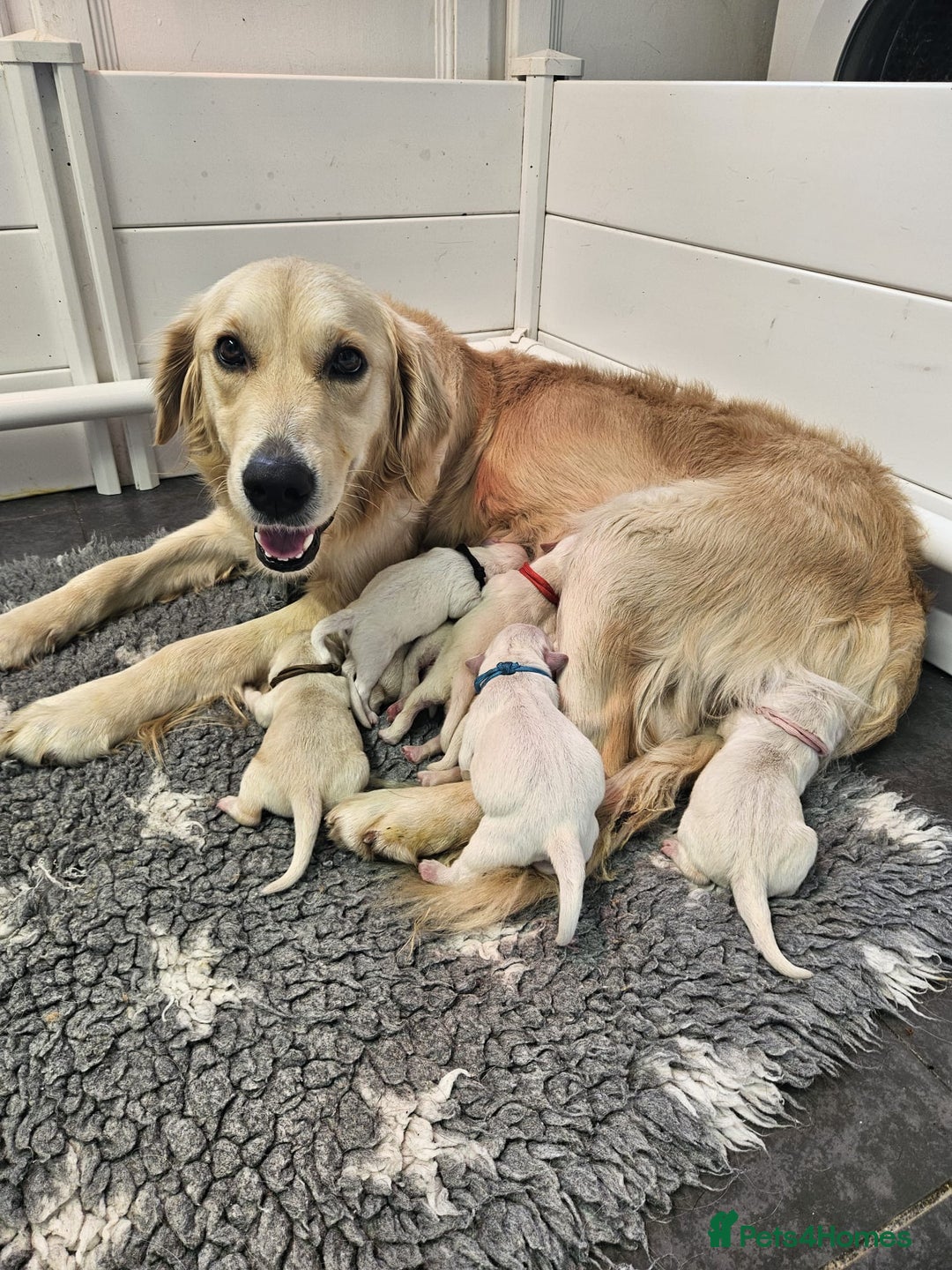 Golden Retriever dogs for sale: Gorgeous kc reg golden retrievers  - Advert 17