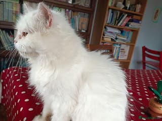 Persian cats Agi, Persian, aged 7, looking for a loving home - Advert 13