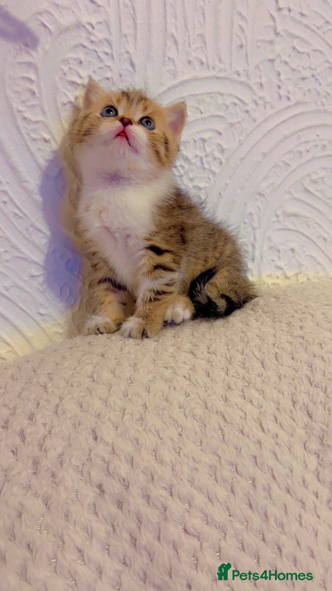 British Shorthair cats for sale: British short hair for sale kitten❤️ - Advert 6