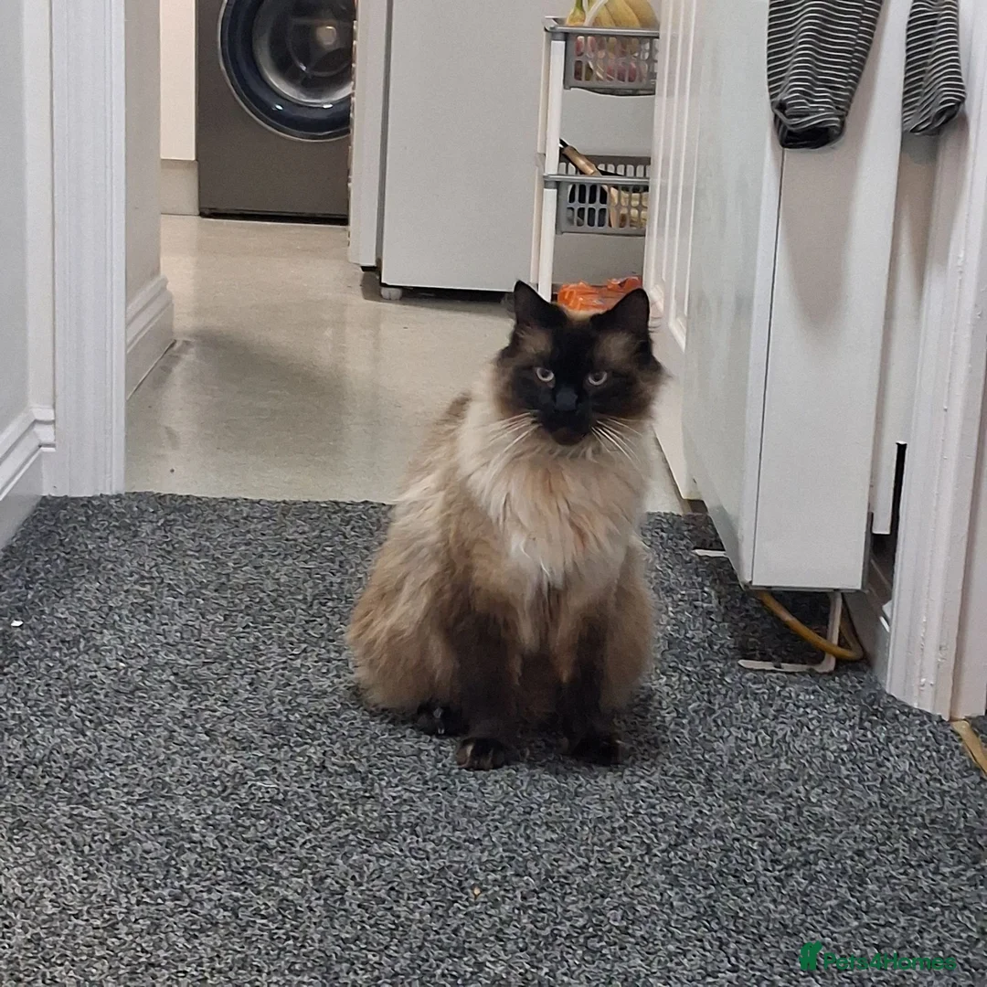 Ragdoll cats for sale: Handsome boy in Newbury - Advert 2