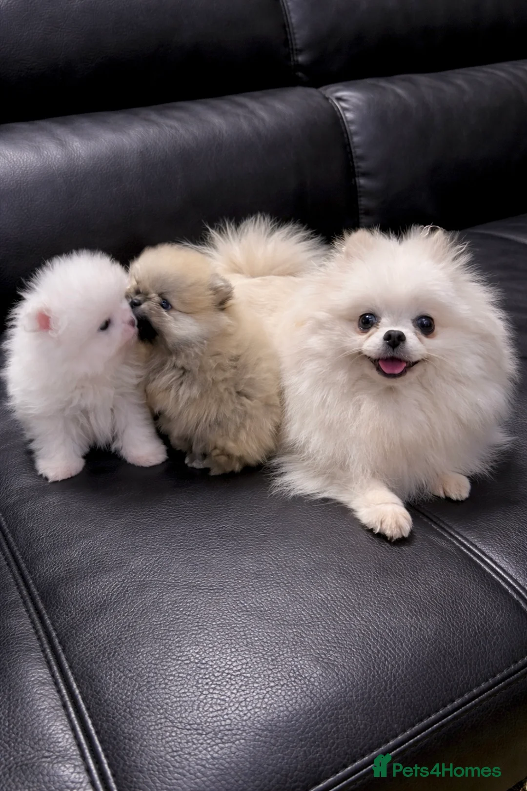 Pomeranian dogs for sale: Quality Teddy Bears  - Advert 11