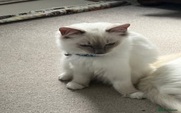 Ragdoll cats for sale: Blue mitted and bicolour ragdolls - Image 37