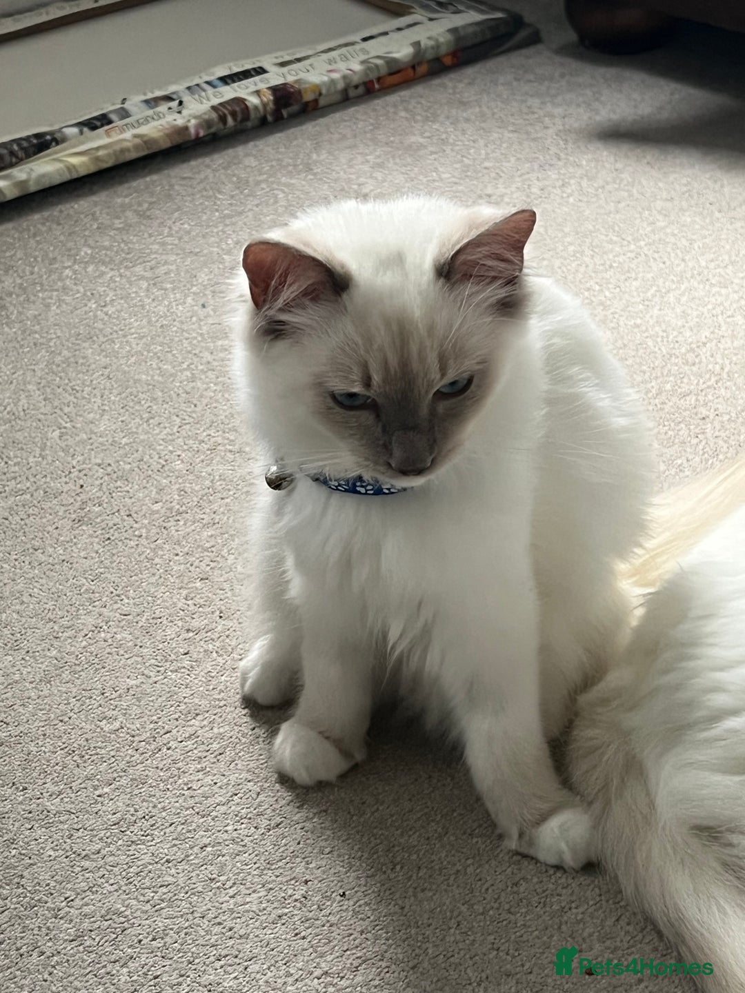 Ragdoll cats for sale: Blue mitted and bicolour ragdolls - Image 37