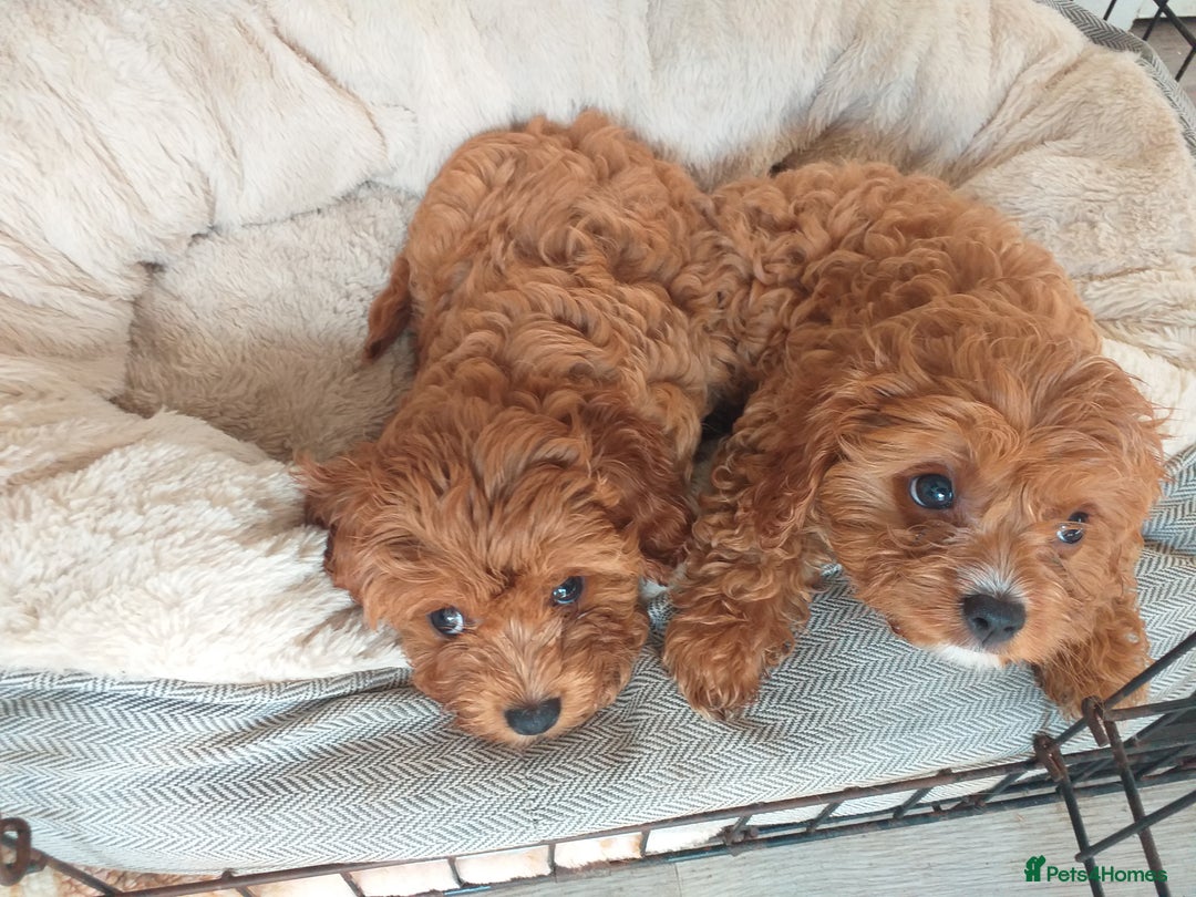 Cavapoo dogs for sale: X2 female f1 cavapoos left  - Image 2