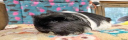 Guinea Pig rodents for sale: Baby Longhaired/ Longhaired Retired Young Adults. - Advert 16