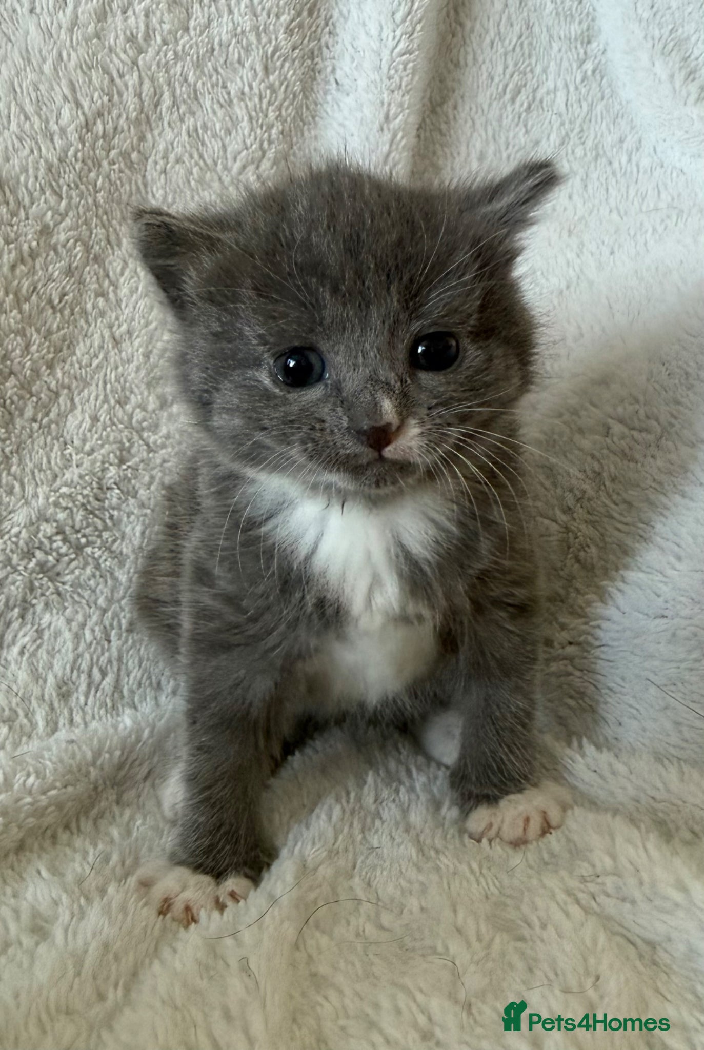Persian cats 🐾 Adorable Persian Cross Kittens 🐾 - Advert 9
