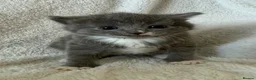 Persian cats for sale: 🐾 Adorable Persian Cross Kittens 🐾 - Advert 1