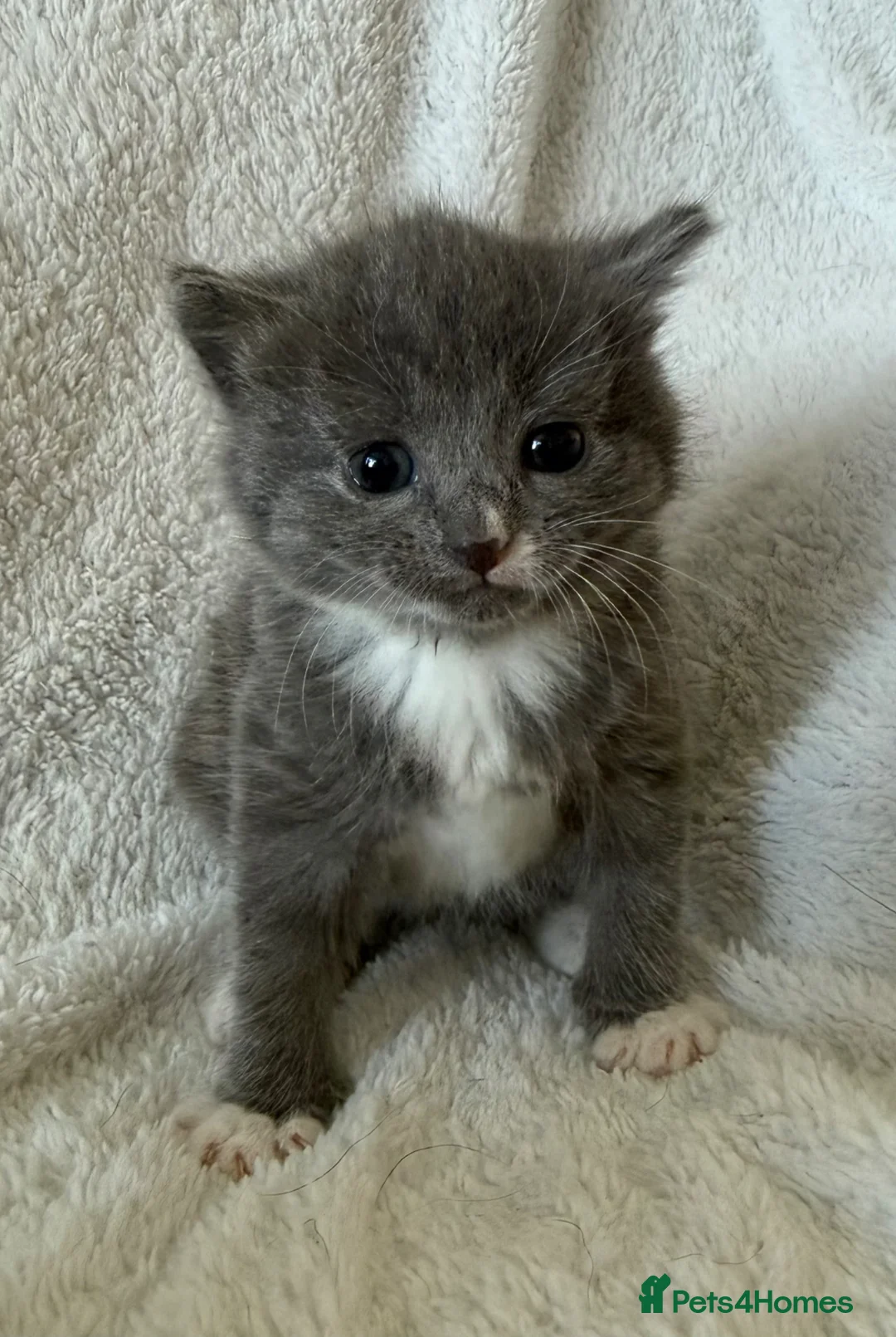 Persian cats for sale: 🐾 Adorable Persian Cross Kittens 🐾 - Advert 1