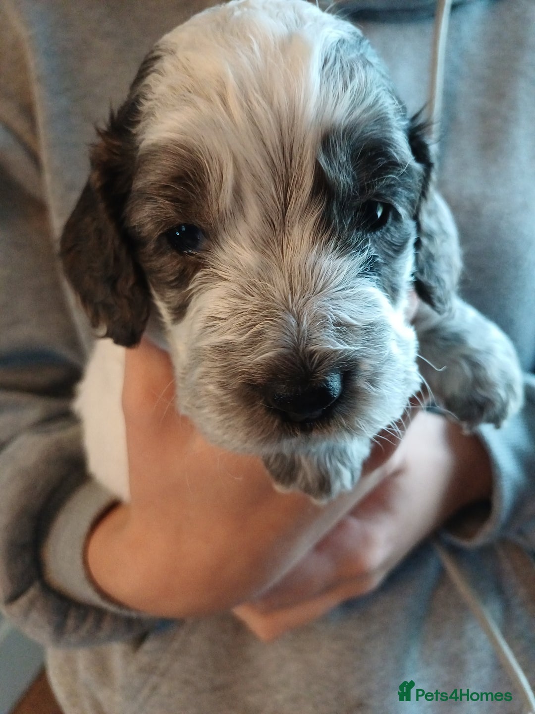 Cockapoo dogs for sale: Gorgeous cockapoo puppies F1B - Image 13