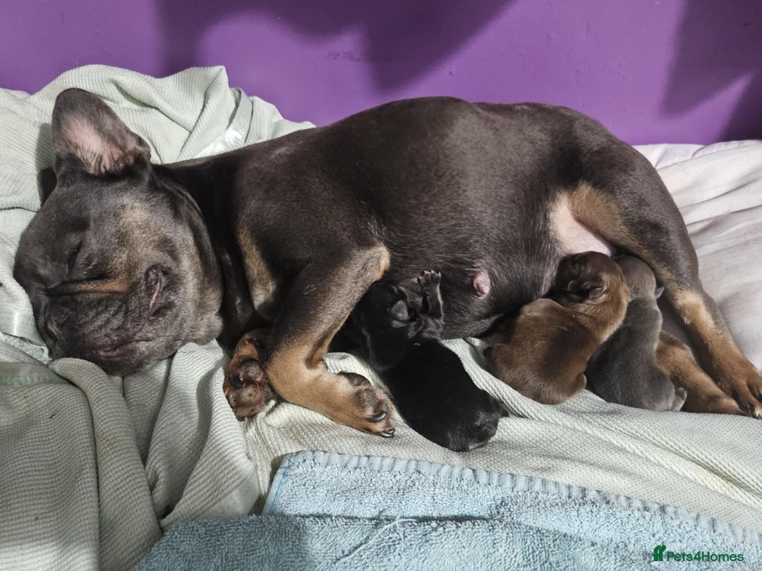 French Bulldog dogs for sale: Lua - Frenchie Fluffy - Image 4