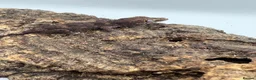 Gecko reptiles for sale: Baby gargoyle gecko mix morphs  - Advert 2