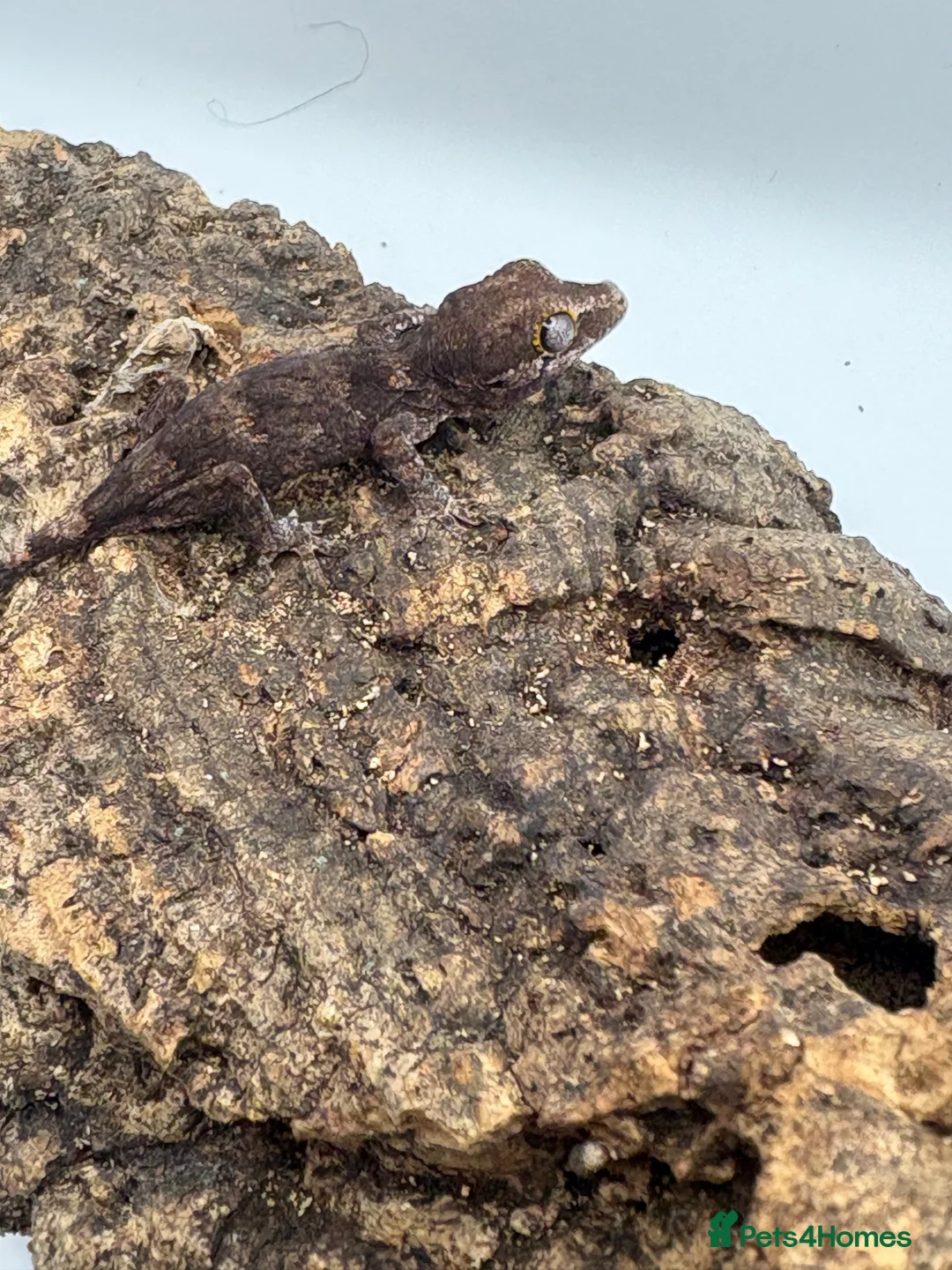 Gecko reptiles for sale: Baby gargoyle gecko mix morphs  - Advert 2