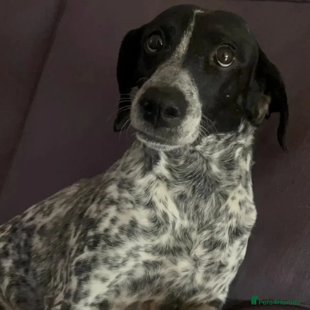 Mixed Breed dogs for adoption: Pepper (German Pointer mix) in Waltham Cross - Advert 19