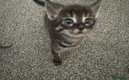 Bengal cats for sale: Russian Blue Bengal Kittens - Image 13