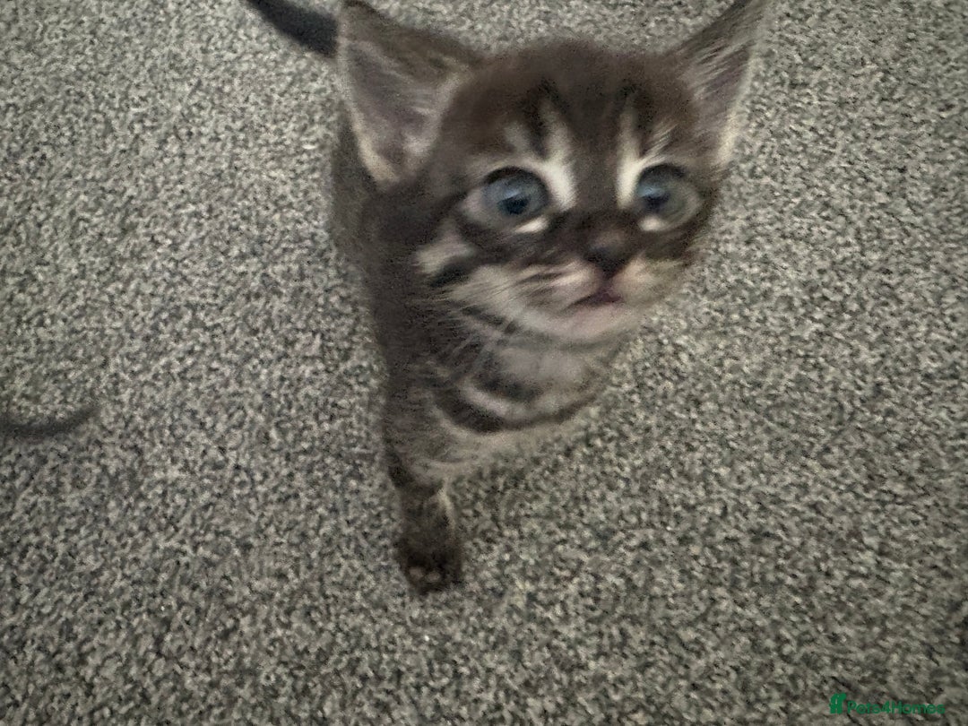 Bengal cats for sale: Russian Blue Bengal Kittens - Image 13
