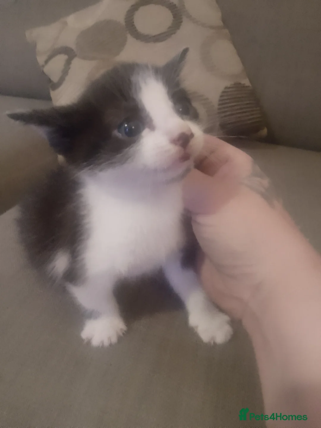 Mixed Breed cats for sale: Mixed breed shorthaired cross  - Advert 9