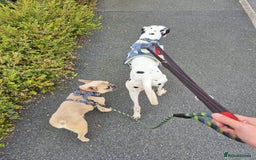 French Bulldog dogs for adoption: 💙 BISCUIT -sweet  11 months boy(neutered)💙 - Image 5