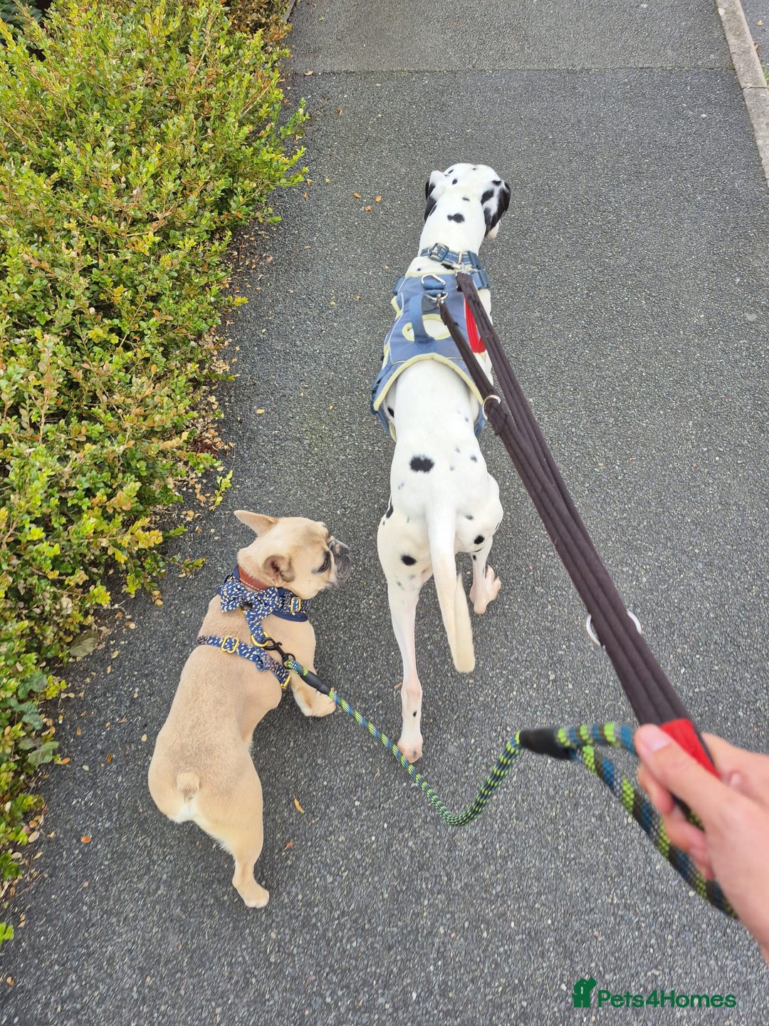 French Bulldog dogs for adoption: 💙 BISCUIT -sweet  11 months boy(neutered)💙 - Image 5