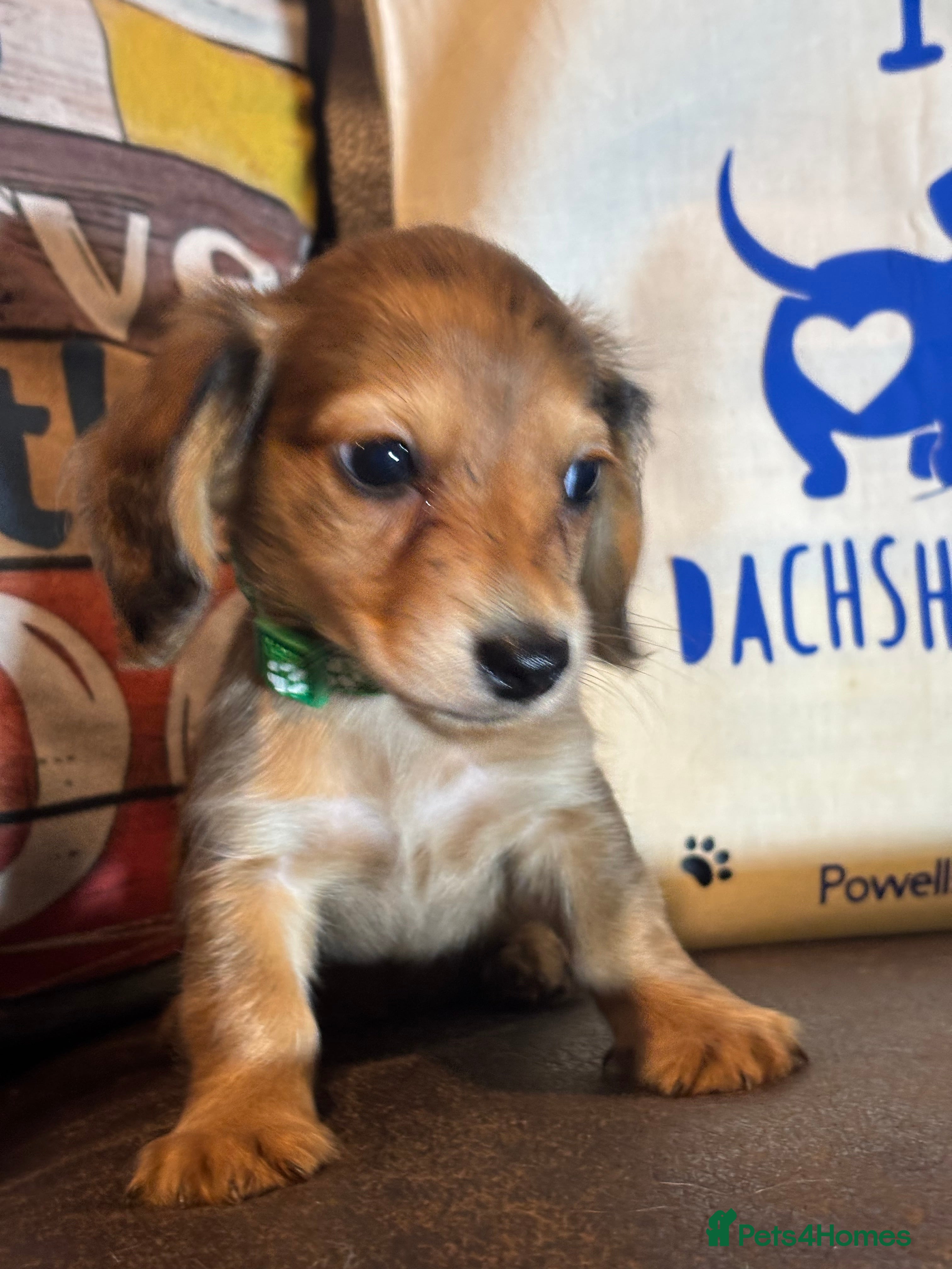 Miniature Dachshund dogs Here at Powells paws we have a beautiful litter. - Advert 16