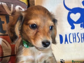 Miniature Dachshund dogs Here at Powells paws we have a beautiful litter. - Advert 16