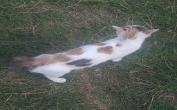 British Shorthair cats for sale: 1 male and 1 female kitten - Image 3