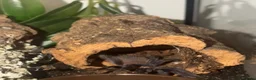 Corn Snake reptiles for sale: Brazilian Blu tarantula  in Waltham Cross - Advert 1