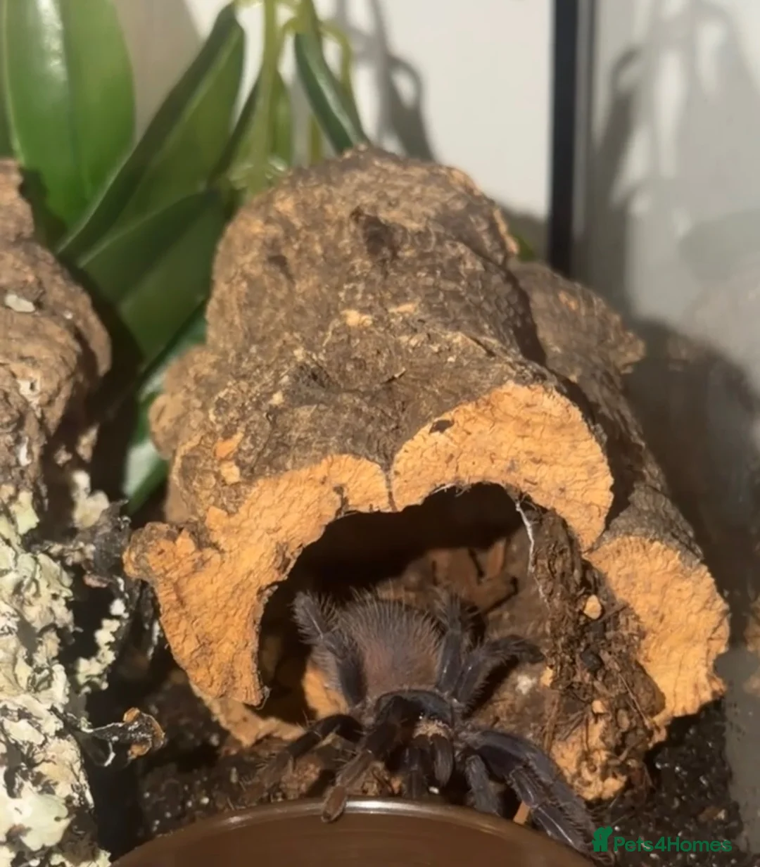 Corn Snake reptiles for sale: Brazilian Blu tarantula  in Waltham Cross - Advert 1