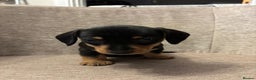 Dachshund dogs for sale: Tweenie Dachshunds  - Advert 5
