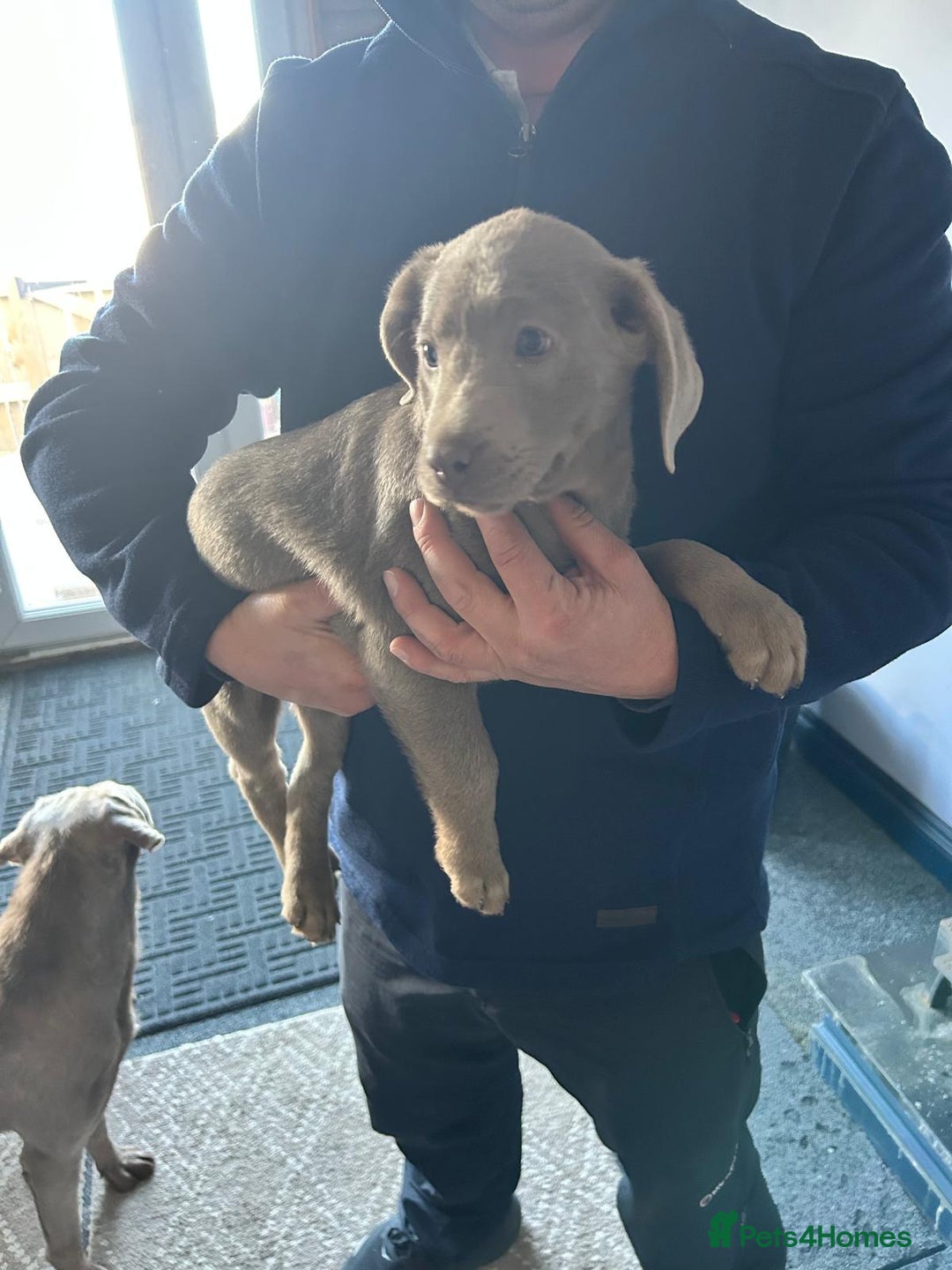 Labrador Retriever dogs for sale: Silver Labrador  - Advert 6