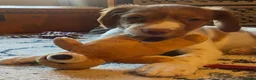 Brittany Spaniel dogs for sale: A Noble Breed with a Loving Heart-Brittany Spaniel in Bournemouth - Advert 3