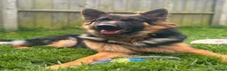 German Shepherd dogs for sale: 1 year old German Shepherd  - Advert 1