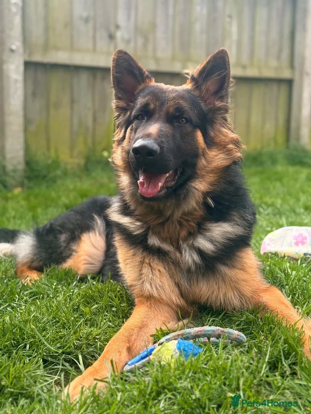 German Shepherd dogs for sale: 1 year old German Shepherd  - Advert 1