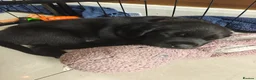 Labrador Retriever dogs for sale: Beautiful Black Labrador Boys Ready Soon - Advert 4
