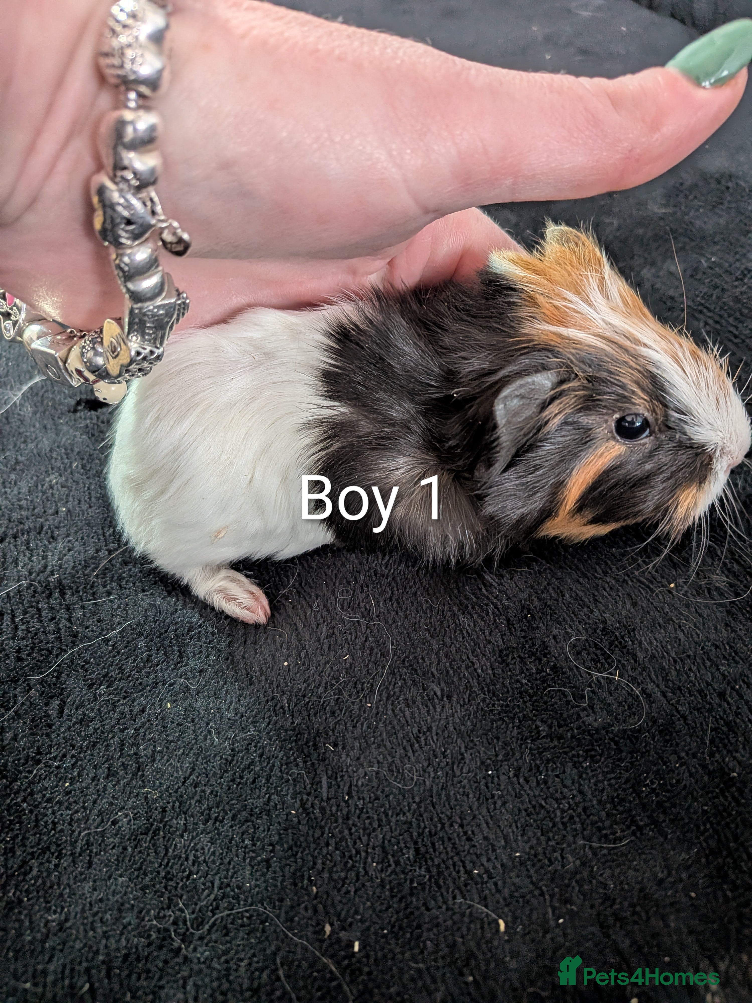 Guinea Pig rodents Baby boy guinea pig - Advert 7