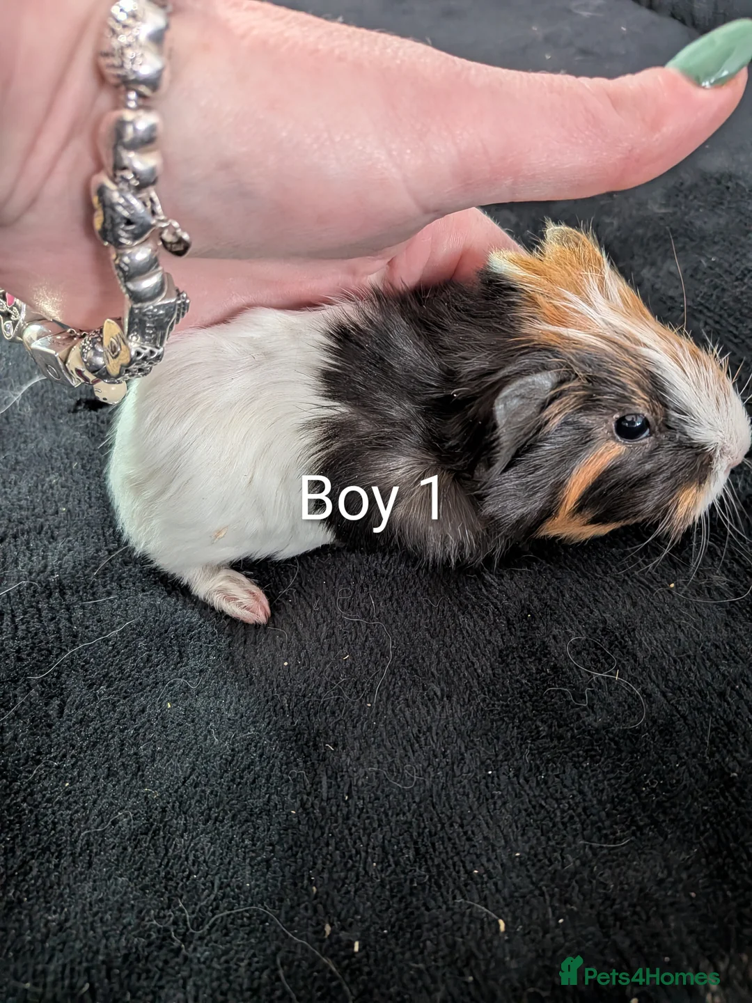 Guinea Pig rodents for sale: Baby boy guinea pig - Advert 1