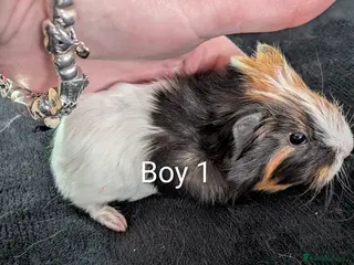 Guinea Pig rodents Baby boy guinea pig - Advert 7
